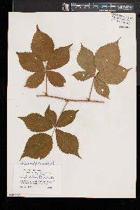 Rubus heterophyllus image