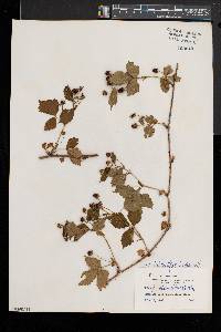 Rubus heterophyllus image