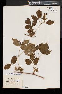 Rubus heterophyllus image