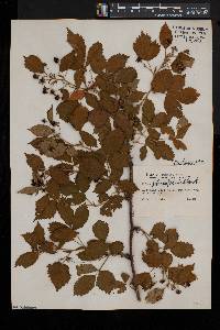 Rubus heterophyllus image