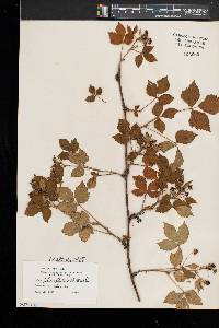 Rubus heterophyllus image