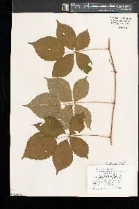 Rubus heterophyllus image