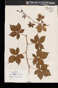 Rubus heterophyllus image