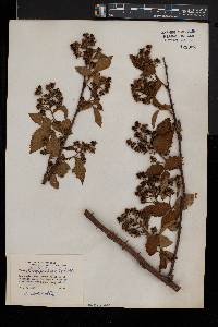 Rubus rosa image