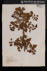 Rubus laudatus image