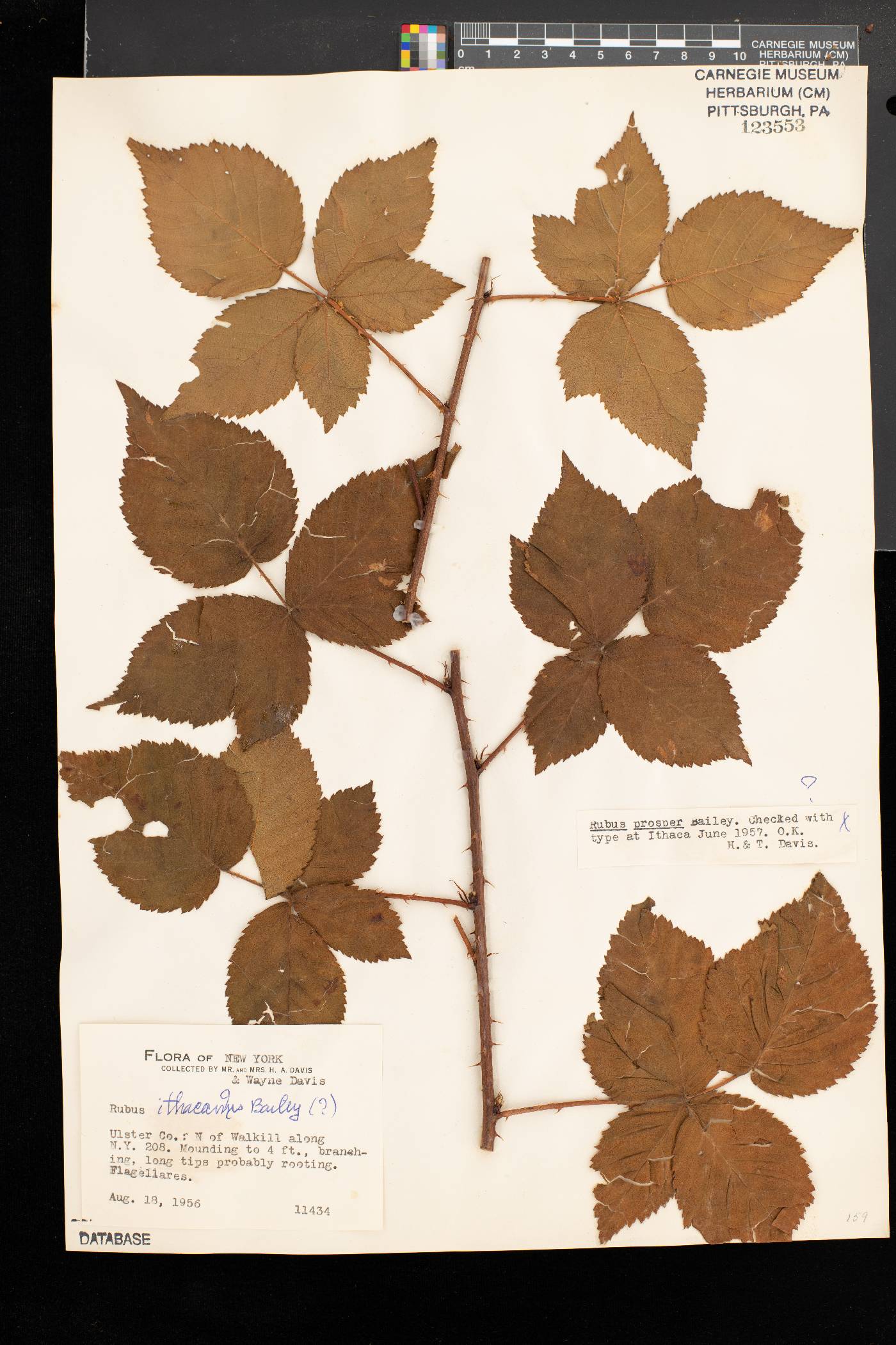 Rubus ithacanus image