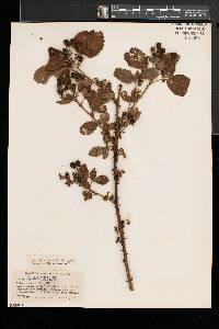 Rubus laudatus image