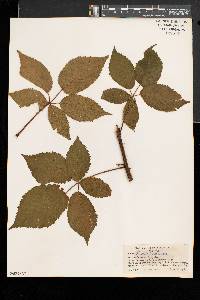 Rubus laudatus image