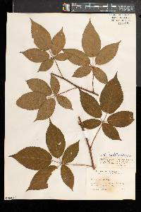 Rubus laudatus image