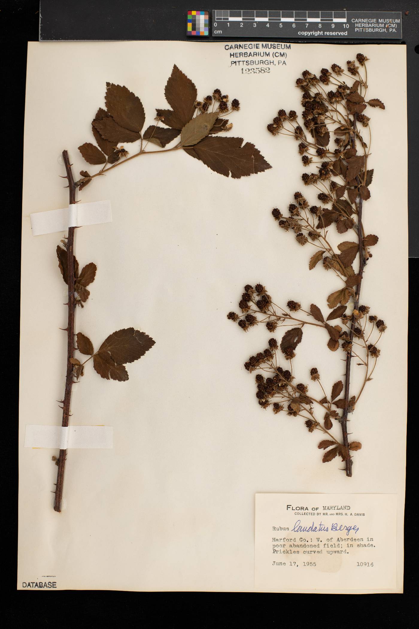 Rubus laudatus image