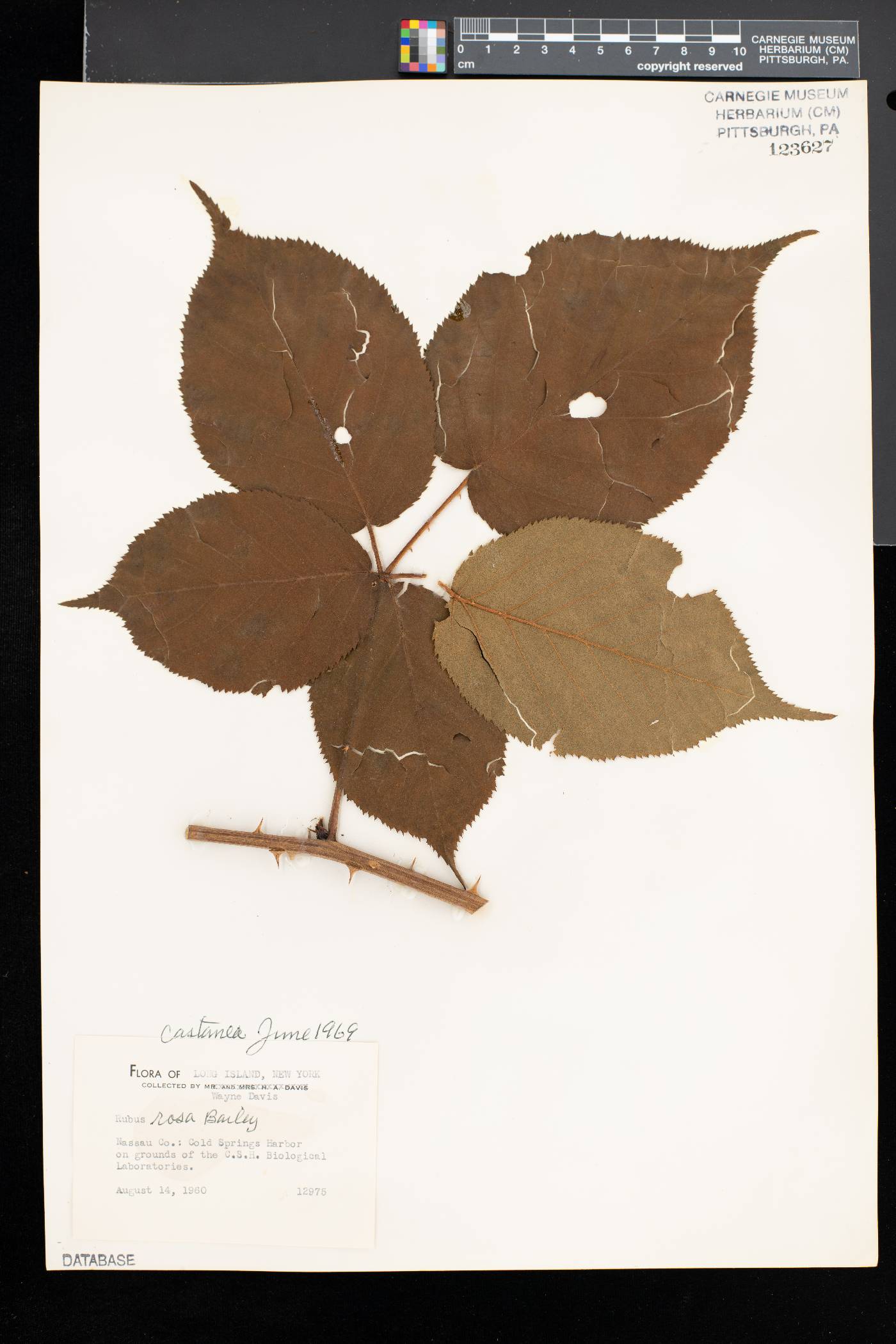 Rubus rosa image