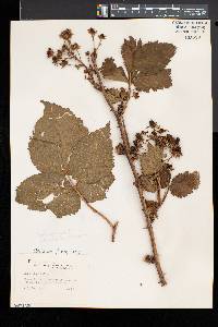 Rubus rosa image