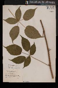 Rubus canadensis image