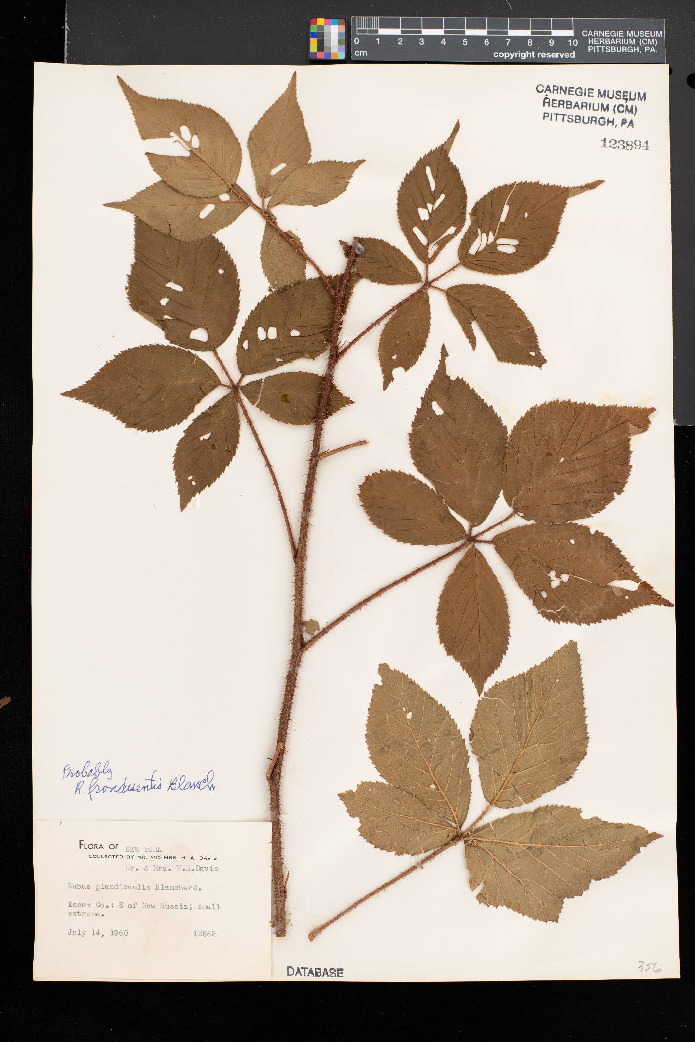 Rubus frondisentis image