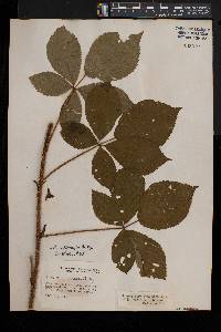 Rubus racemiger image