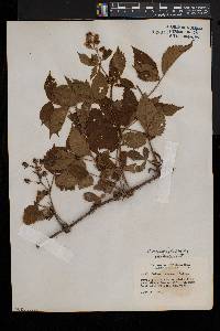 Rubus racemiger image