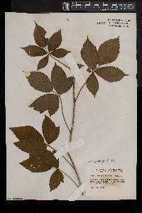 Rubus racemiger image