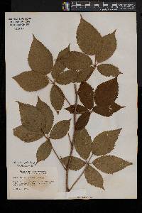 Rubus racemiger image