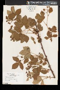 Rubus racemiger image