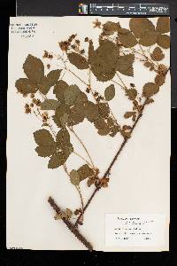 Rubus racemiger image