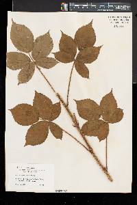 Rubus racemiger image