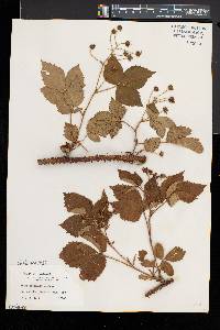 Rubus racemiger image