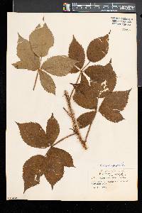 Rubus racemiger image