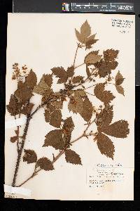 Rubus racemiger image