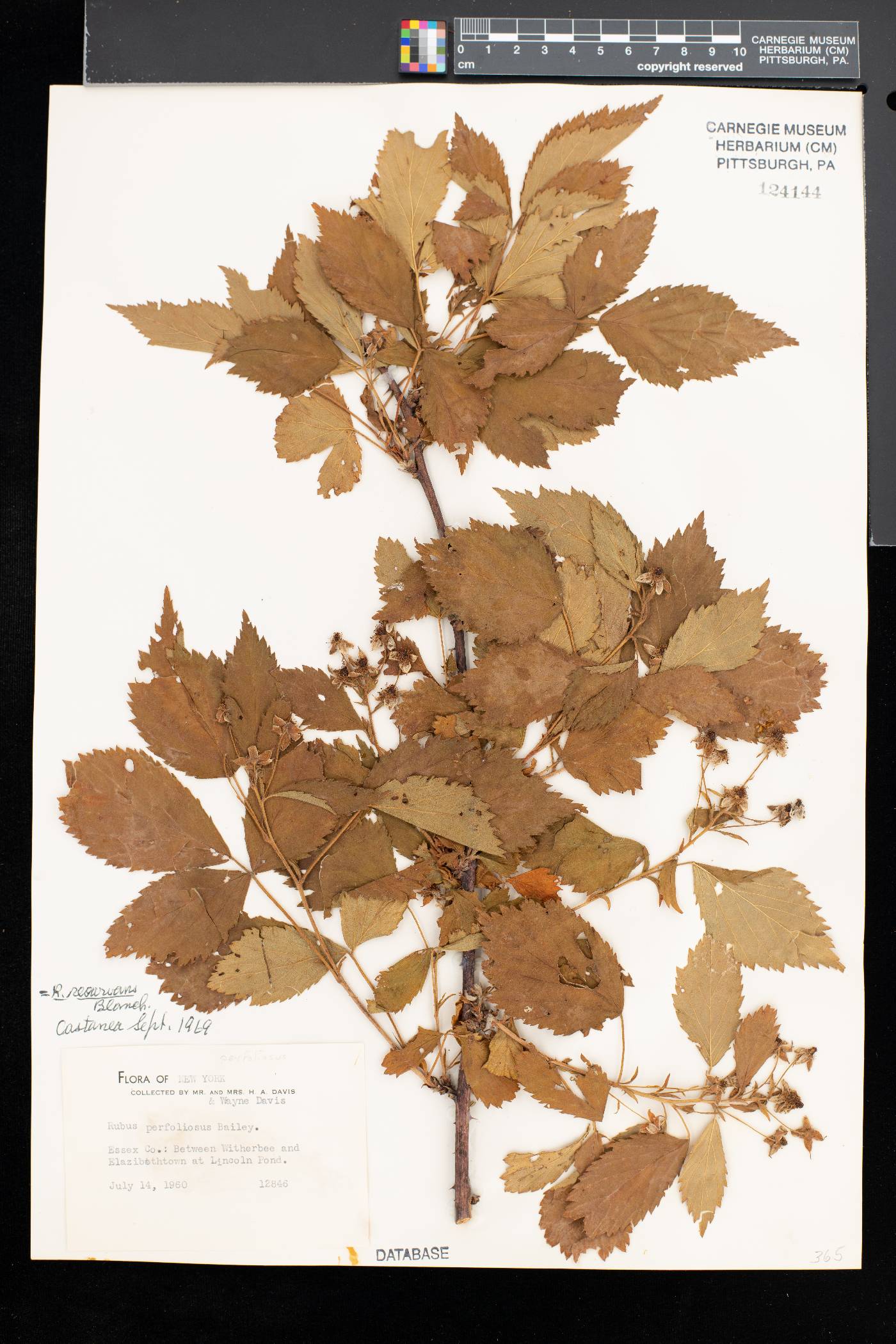Rubus recurvans image