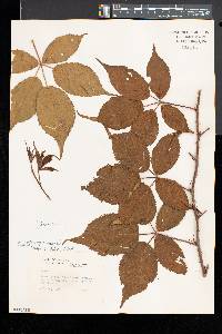 Rubus recurvans image