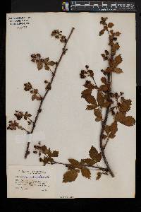 Rubus recurvans image