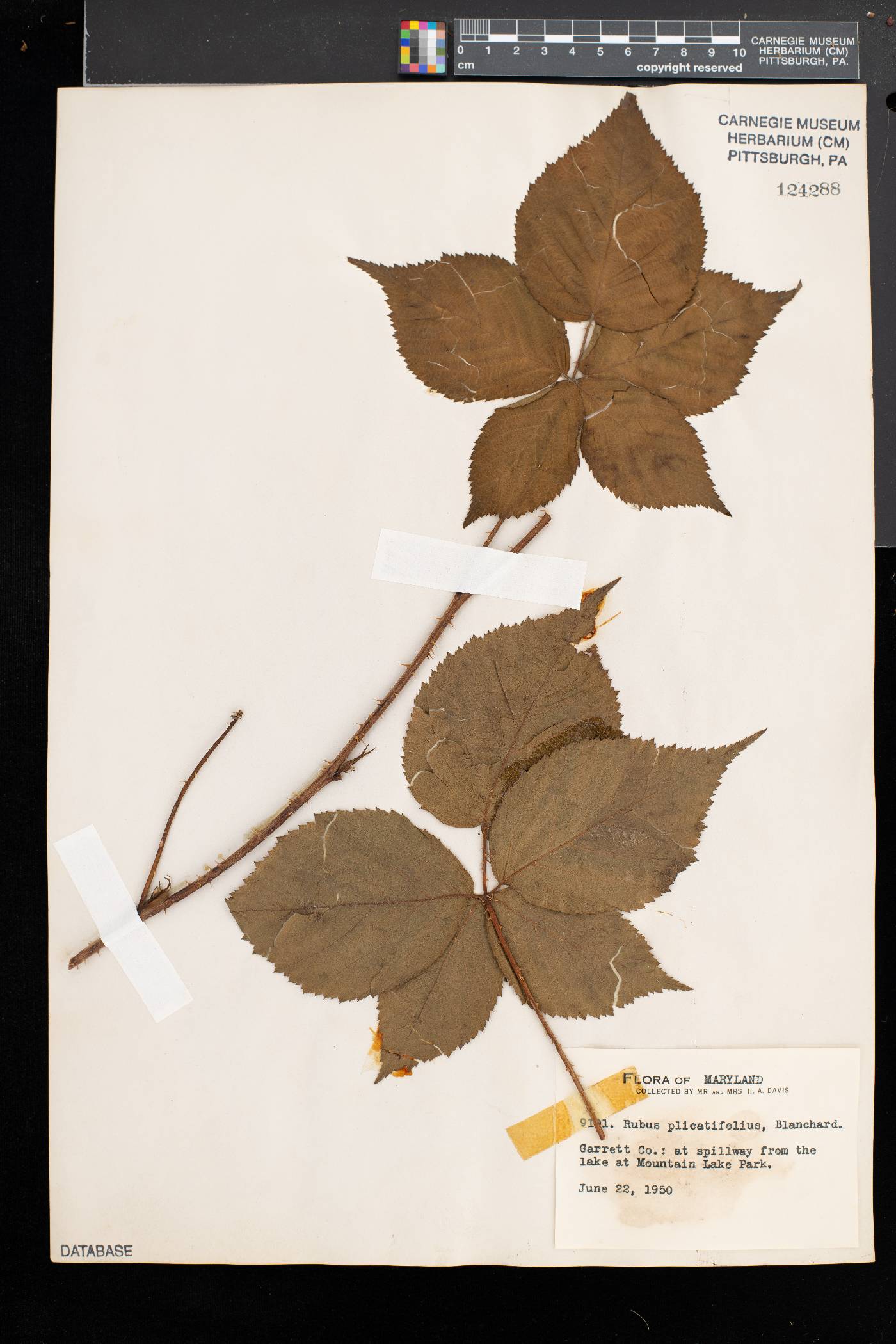 Rubus heterophyllus image