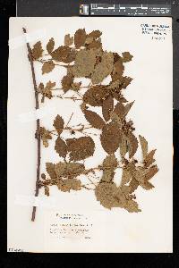 Rubus heterophyllus image