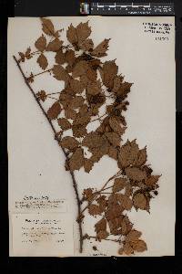 Rubus heterophyllus image