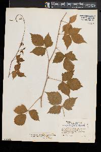 Rubus heterophyllus image