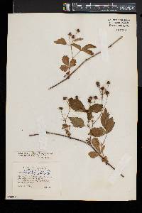 Rubus heterophyllus image