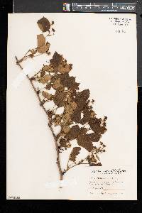 Rubus heterophyllus image