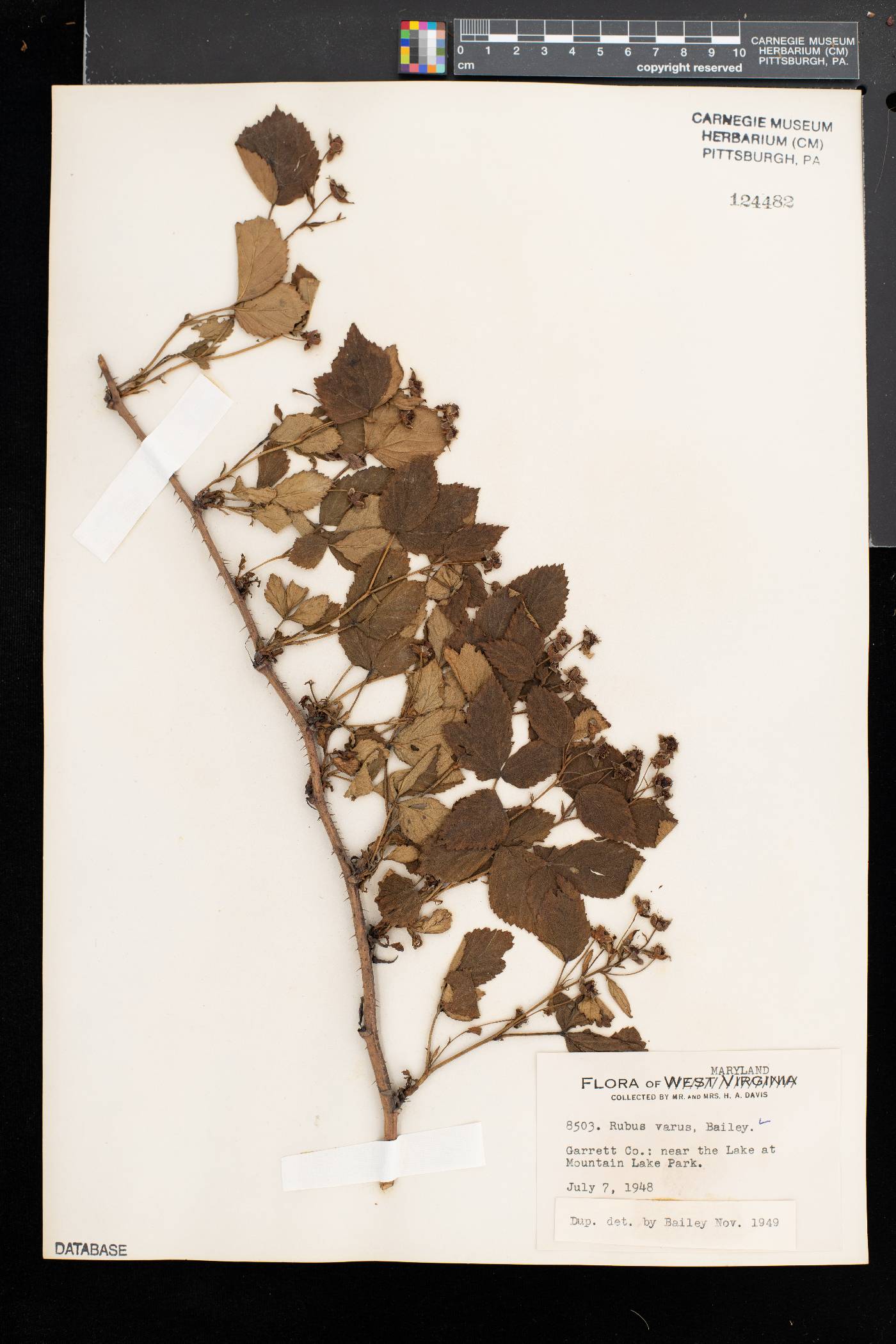 Rubus heterophyllus image