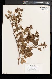 Rubus heterophyllus image