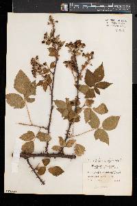 Rubus pensilvanicus image