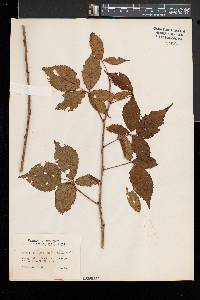 Rubus elegantulus image