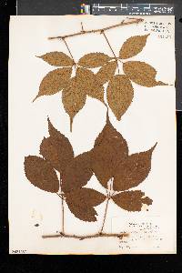 Rubus elegantulus image