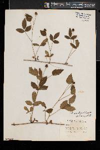 Rubus enslenii image