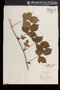 Rubus enslenii image