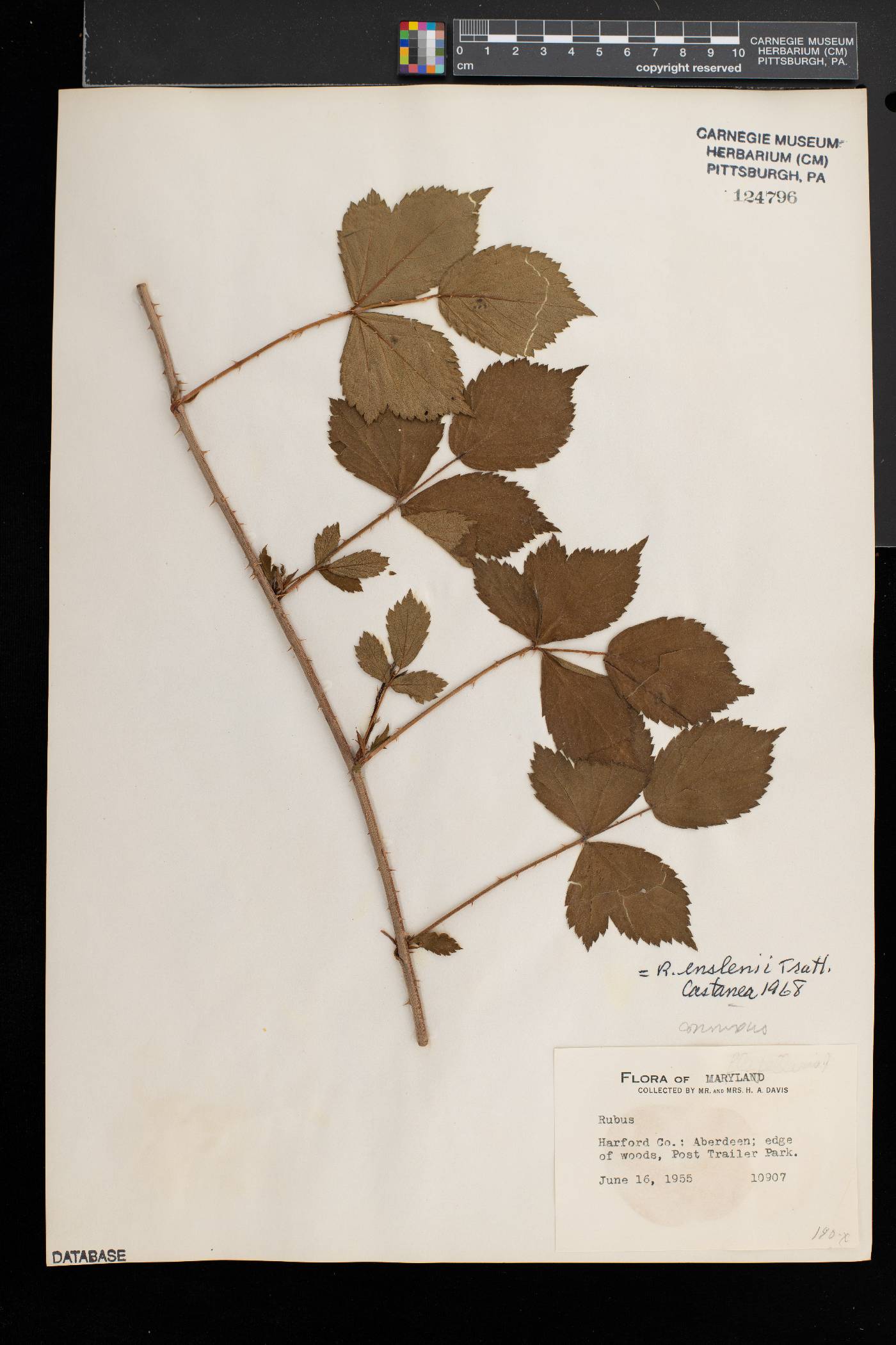 Rubus enslenii image