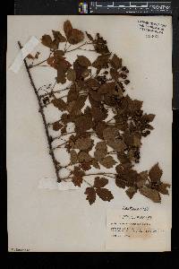 Rubus fecundus image