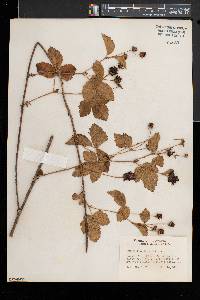 Rubus fecundus image