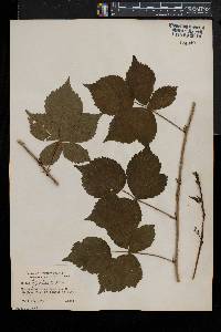 Rubus fecundus image