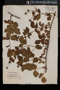 Rubus fecundus image