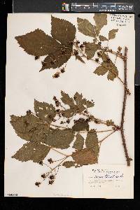 Rubus elegantulus image